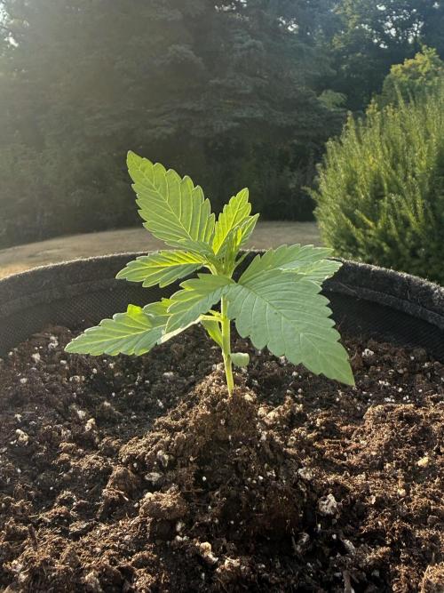 Tropicana Cookies Auto 🍍🍪 - Outdoor. Week 2 - ☀️ sun kissed 🌱