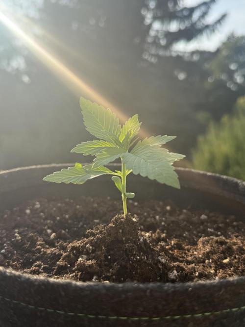 Tropicana Cookies Auto 🍍🍪 - Outdoor. Week 2 - Growing Beauty 