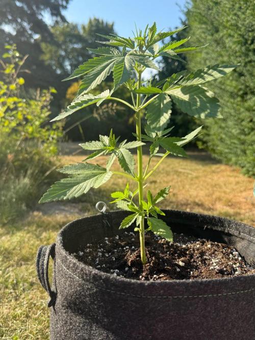 Tropicana Cookies Auto 🍍🍪 - Outdoor. Week 3