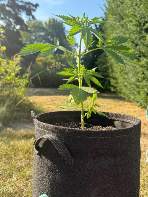 Tropicana Cookies Auto 🍍🍪 - Outdoor. Week 3