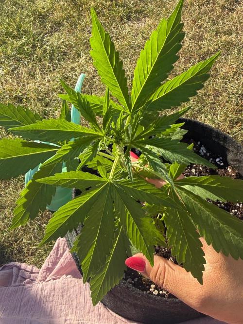 Tropicana Cookies Auto 🍍🍪 - Outdoor. Week 3