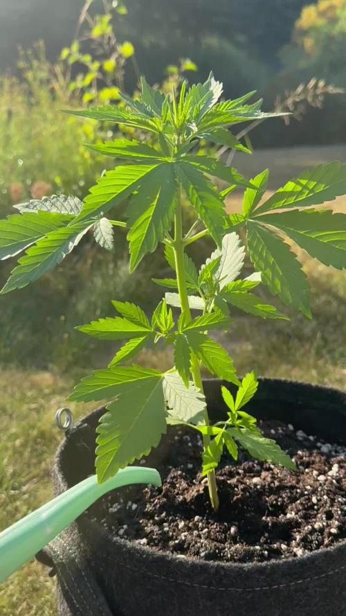 Tropicana Cookies Auto 🍍🍪 - Outdoor