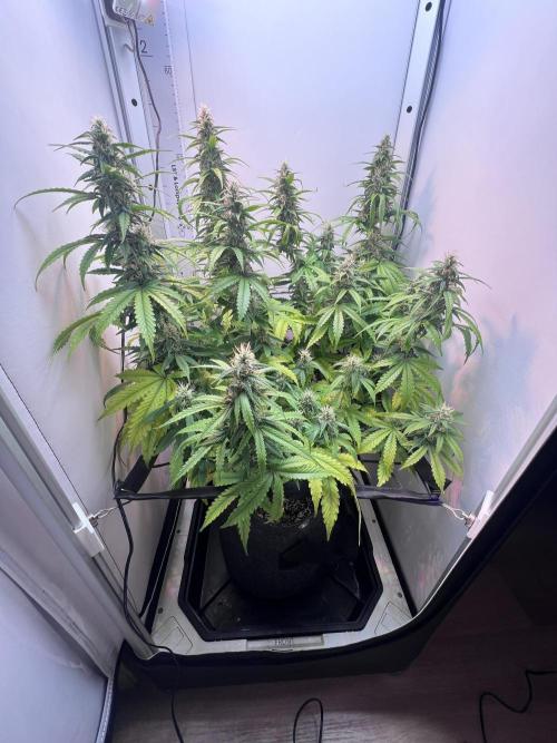 Critical kush xxl auto. Week 9