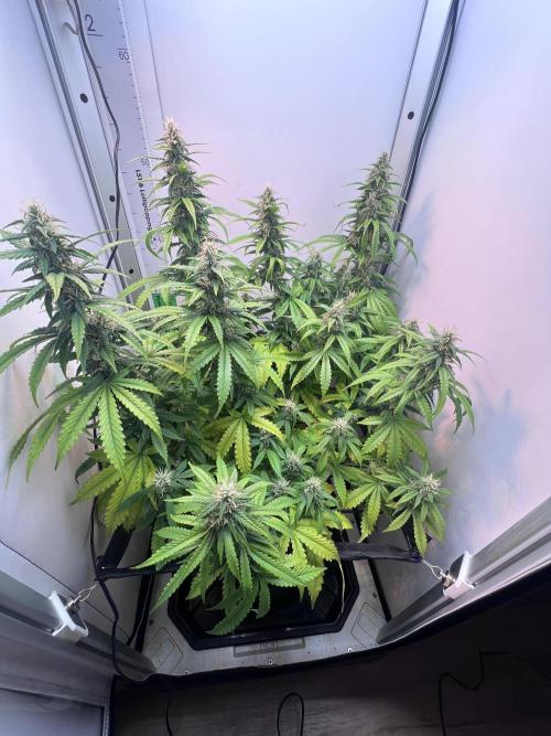 Critical kush xxl auto. Week 9