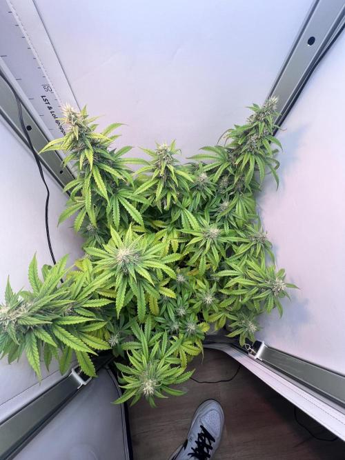 Critical kush xxl auto. Week 9