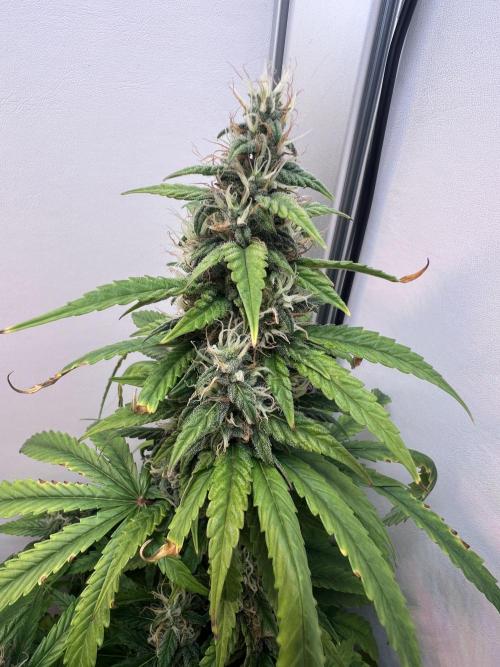 Critical kush xxl auto. Week 9