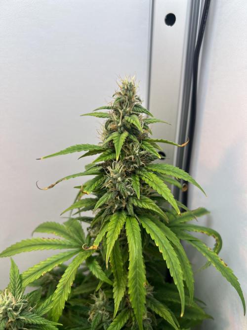 Critical kush xxl auto. Week 9