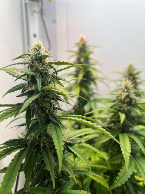 Critical kush xxl auto. Week 9