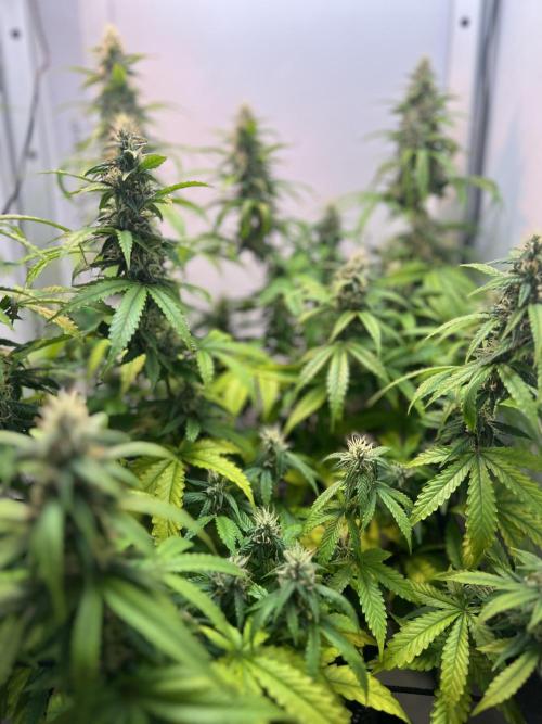 Critical kush xxl auto. Week 9