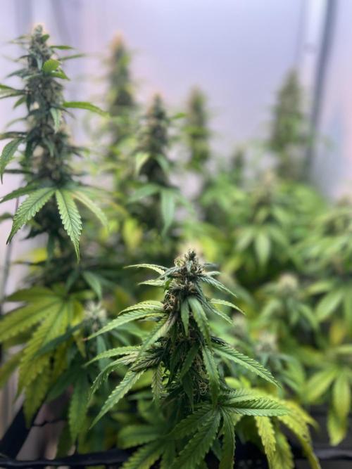 Critical kush xxl auto. Week 9