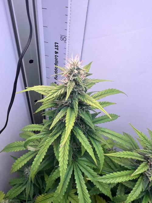 Critical kush xxl auto. Week 9