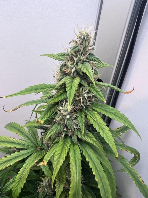 Critical kush xxl auto. Week 9