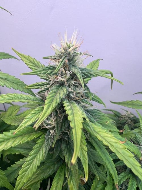 Critical kush xxl auto. Week 9