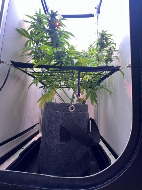 Critical kush xxl auto. Week 9