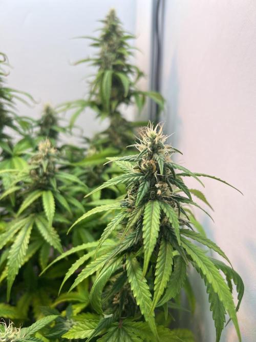 Critical kush xxl auto. Week 9