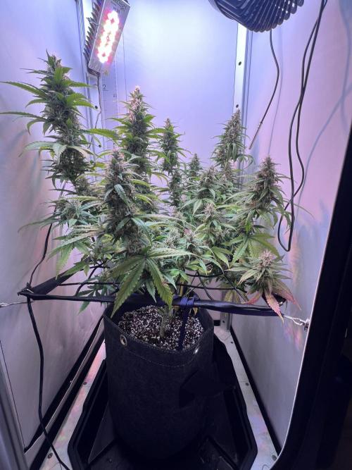 Critical kush xxl auto. Week 10