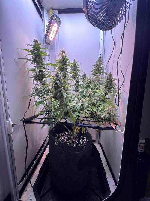 Critical kush xxl auto. Week 10