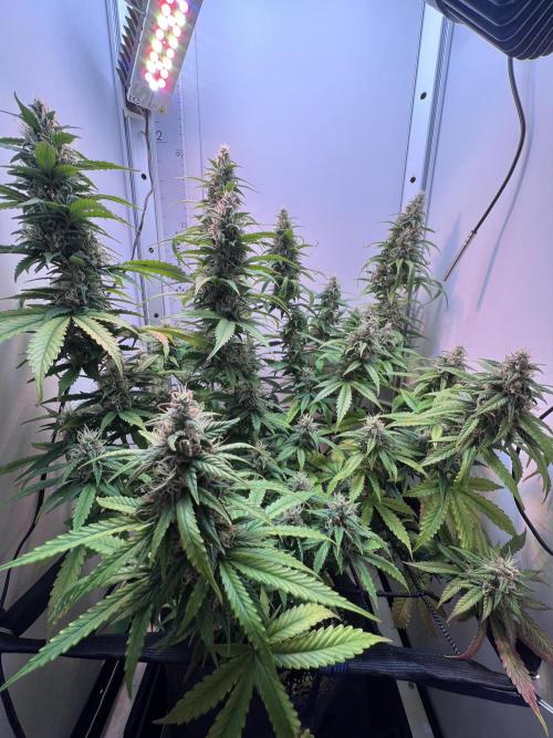 Critical kush xxl auto. Week 10