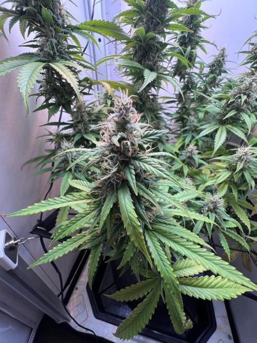 Critical kush xxl auto. Week 10