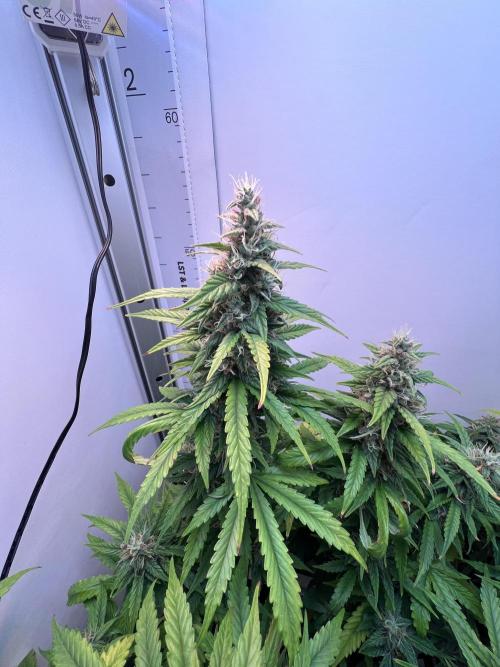 Critical kush xxl auto. Week 10