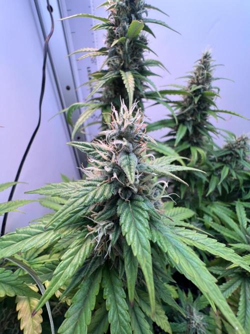 Critical kush xxl auto. Week 10