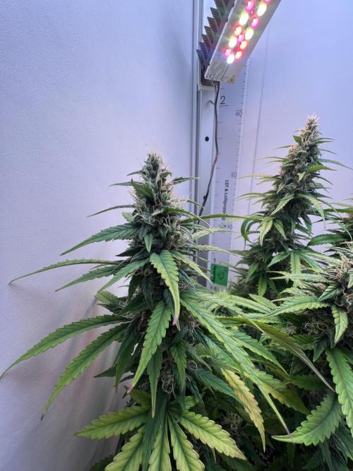 Critical kush xxl auto. Week 10