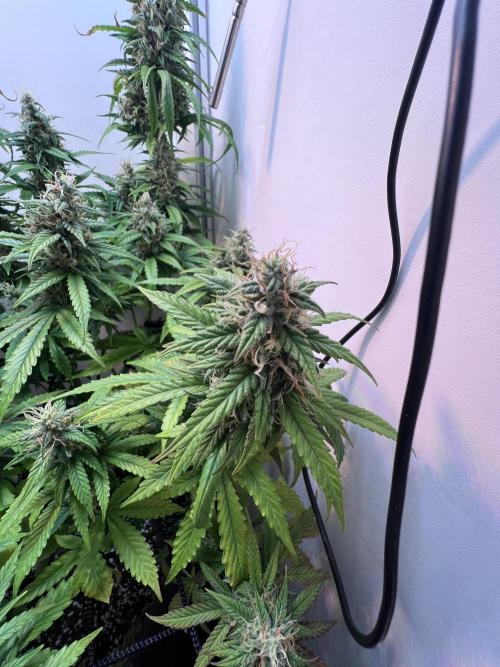 Critical kush xxl auto. Week 10