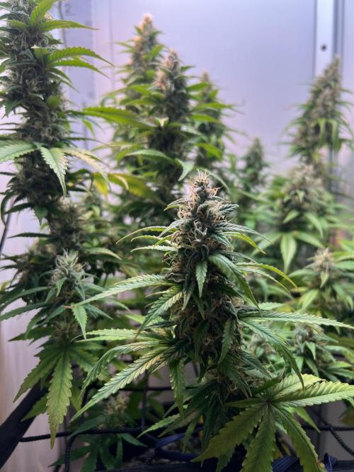 Critical kush xxl auto. Week 10