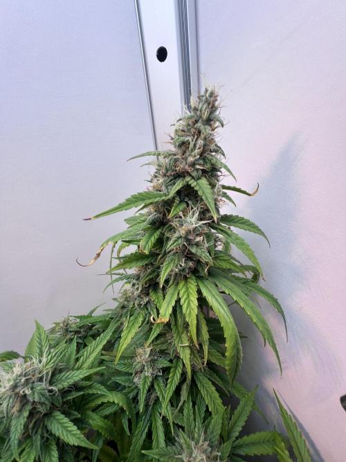 Critical kush xxl auto. Week 10