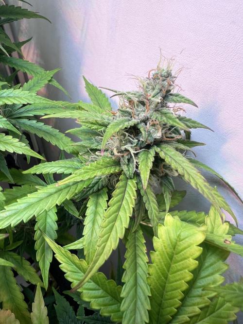 Critical kush xxl auto. Week 10