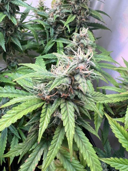 Critical kush xxl auto. Week 10