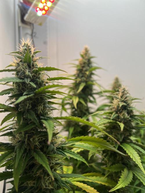 Critical kush xxl auto. Week 10