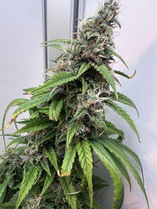 Critical kush xxl auto. Week 10