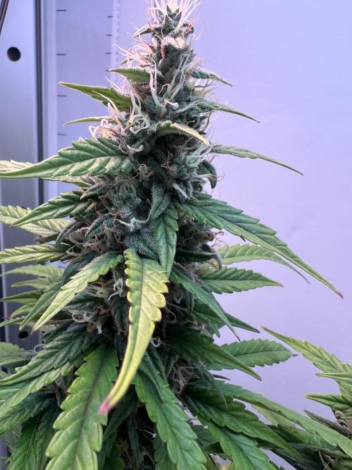 Critical kush xxl auto. Week 10