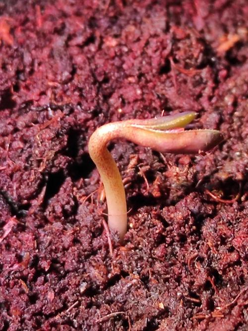 Sweet skunk auto. Week 1