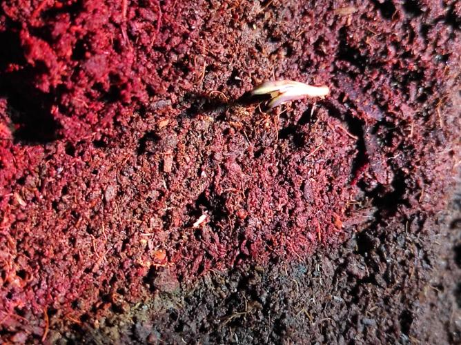 Sweet skunk auto. Week 1