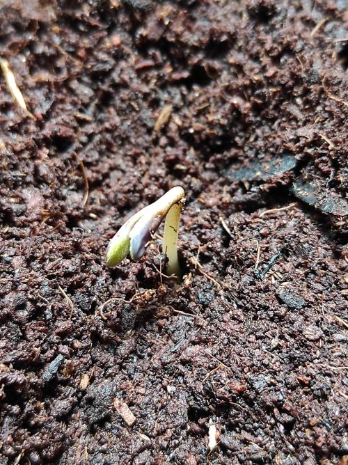 Sweet skunk auto. Week 1