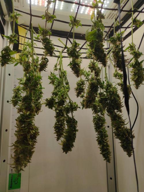 Critical kush xxl auto. Week 11