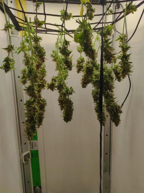 Critical kush xxl auto. Week 11