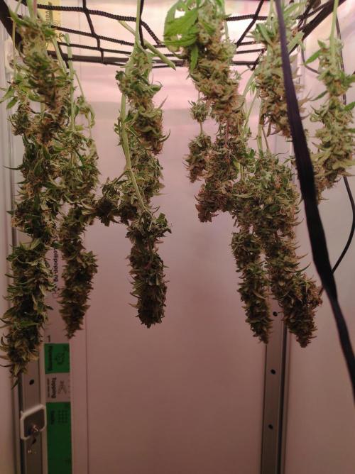 Critical kush xxl auto. Week 11