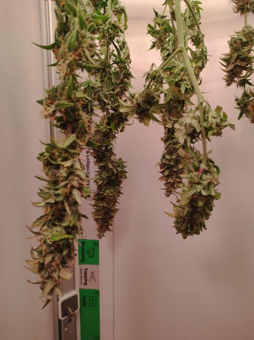 Critical kush xxl auto. Week 11