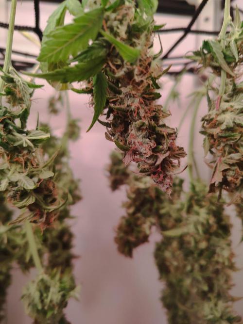 Critical kush xxl auto. Week 11