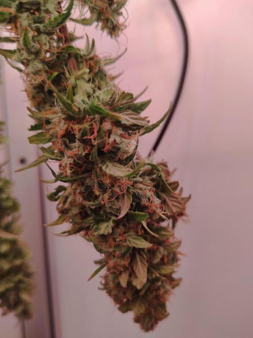 Critical kush xxl auto. Week 11