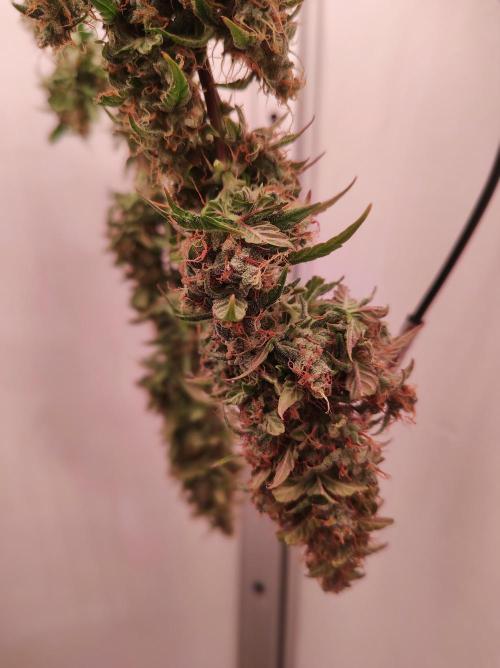 Critical kush xxl auto. Week 11