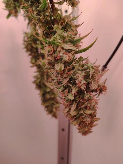 Critical kush xxl auto. Week 11