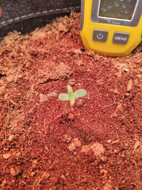 Sweet skunk auto. Week 1