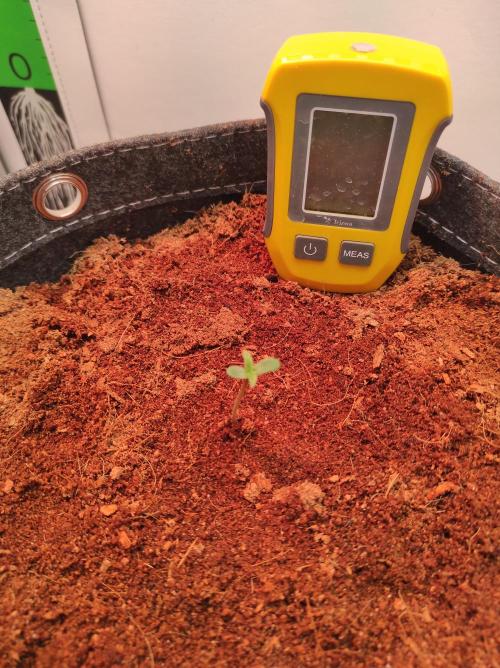 Sweet skunk auto. Week 1