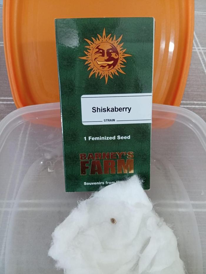 Shiskaberry. Week 0 - 💣💣💣💣💣💣