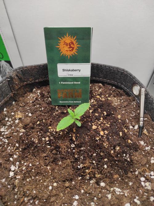 Shiskaberry. Week 2