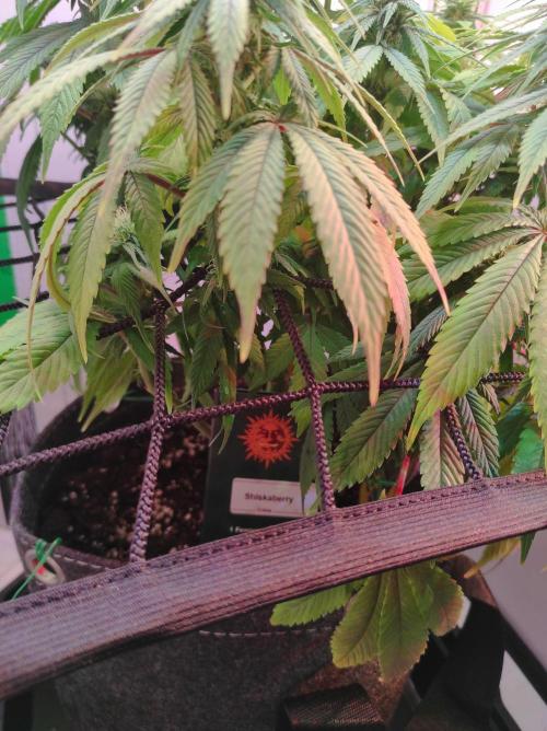 Shiskaberry. Week 11
